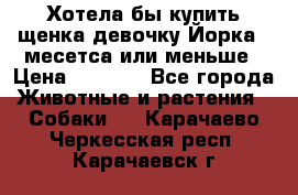 Хотела бы купить щенка девочку Йорка 2 месетса или меньше › Цена ­ 5 000 - Все города Животные и растения » Собаки   . Карачаево-Черкесская респ.,Карачаевск г.